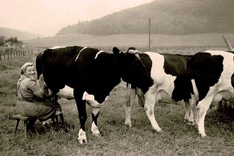 Foto von sitzender Bäuerin beim Melken einer Kuh auf der Wiese in Atzenhausen 1960