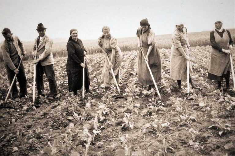 Bild aus der Landwirtschaft um 1900, Wenn die Rüben vereinzelt und gewachsen waren, wurde "drumherum" gehackt