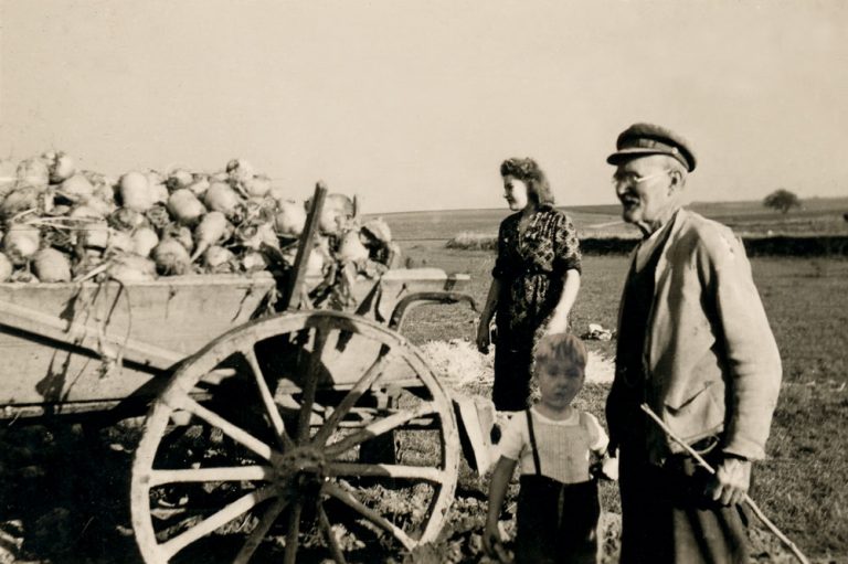 Foto von Runkelrübenernte in Haddamar bei Familie Otto um 1942
